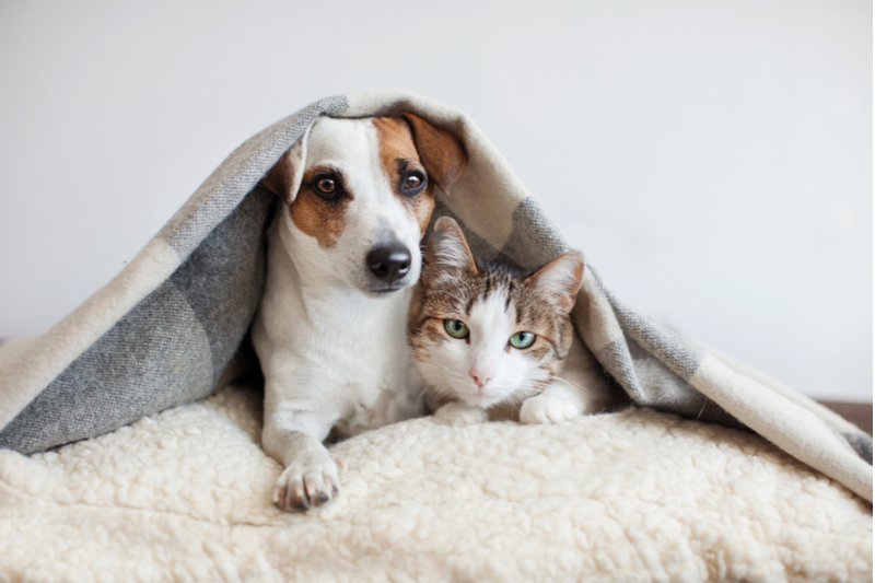 Dog and Cat under a blanket